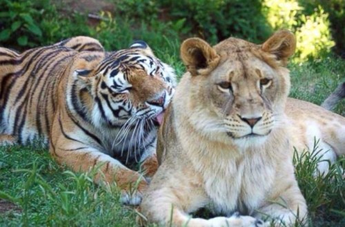 Although they rarely meet in the wild, lions and tigers are still so closely related that they are able to interbreed, and in captivity they occasionally do.
#PosByAngel #animallovers
https://www.instagram.com/p/Cn6yQbJONvC/?igshid=NGJjMDIxMWI=