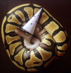 babyanimalgifs:  reptiles with hats