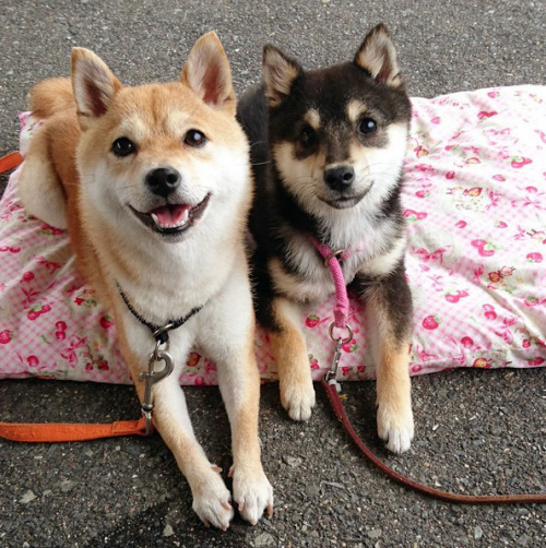 Sex cuteanimals-only:  doge sisters are cutest pictures