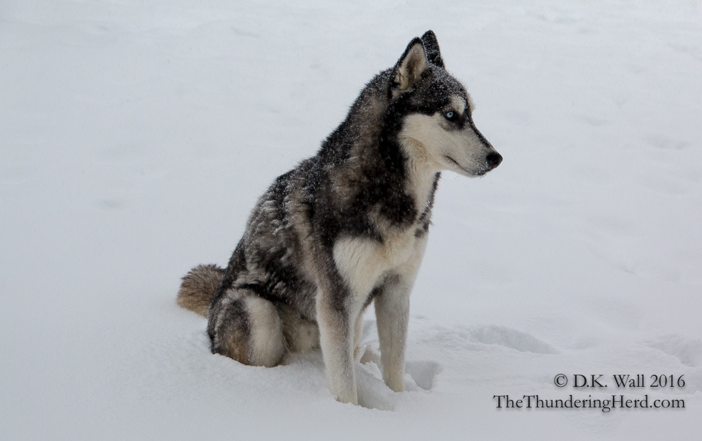 the-thundering-herd:  We had a snow day so, of course, we have a snow day video!