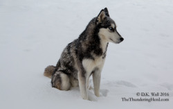 The-Thundering-Herd:  We Had A Snow Day So, Of Course, We Have A Snow Day Video!