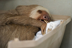 That Sloth Blog.