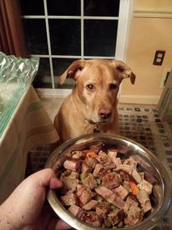 awwww-cute:  Yes. I made you steak for dinner. Happy Birthday Diesel