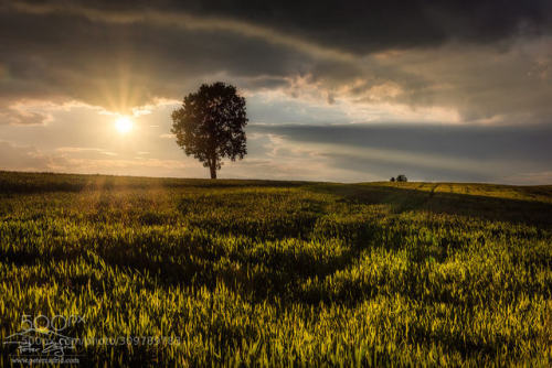 Tree and the sun by Saintek