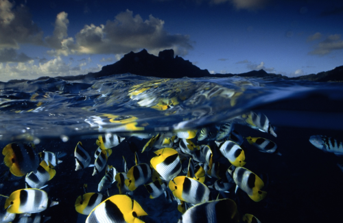 nubbsgalore:  with nearly seventy stories to his credit, david doubilet is one of national geographic’s most prolific living contributors. considered a master of water and light, his signature is the half and half image that relates the surface to