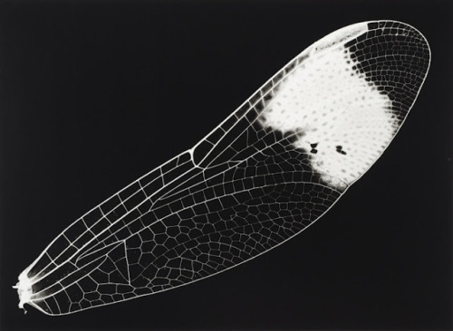iamjapanese:  gacougnol:  Kazuyuki SoenoFossil of Light  SOENO Kazuyuki （添野 和幸 Japanese, b.1968） 