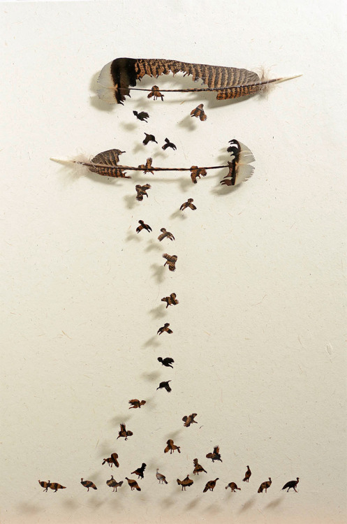 itscolossal:  Using feathers acquired from zoos and private aviaries artist Chris Maynard transforms them into fascinating miniature shadowboxes.