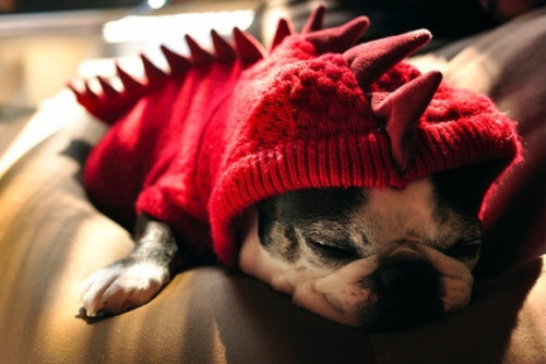 tastefullyoffensive: Animals Wearing Dinosaur CostumesPreviously: Cats Wearing Animal Hats, Animals 