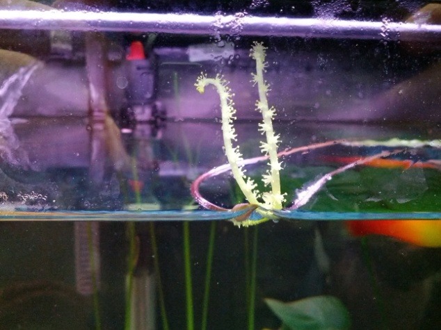 The Brackish Tank Aponogeton Master Post Aponogetons Are Lovely If
