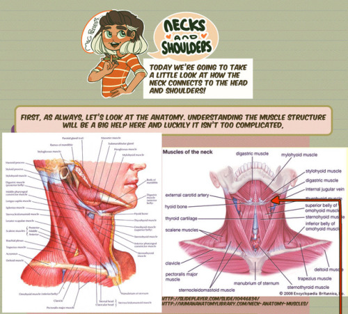 thundercluck-blog: Hey friends! Meg here for TUTOR TUESDAY! Today we take a look at the neck and how