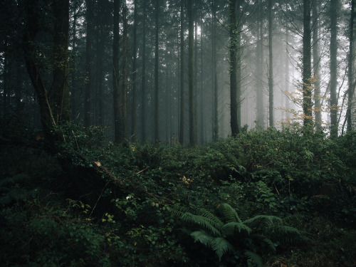 ardley:November Pines, Somerset UKPhotographed by Freddie Ardley | website | instagram