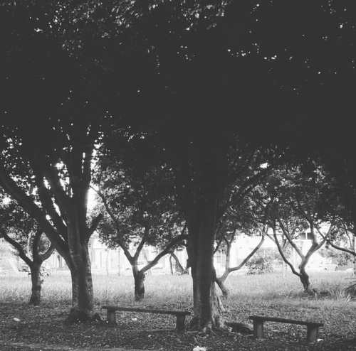 Dancing#instapic #instagood #photography #blackandwhite #contrast #light #shadow #tree #naturelove