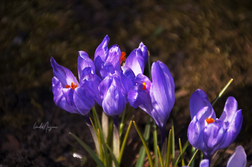 nerteragranadensis:[image description: purple crocus flowers. end description.]