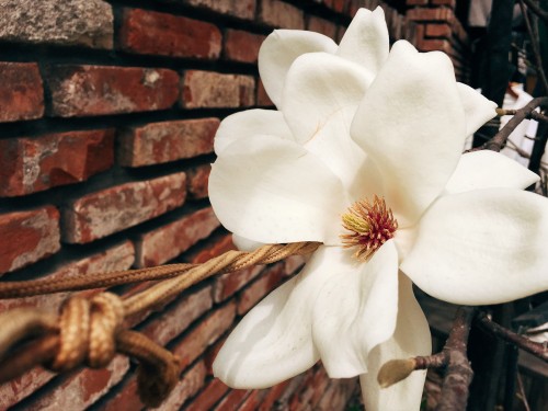 The magnolia blossoms, they are a-bloomin’. In and around Jeongdok Public Library, Bukchon Hanok Vil