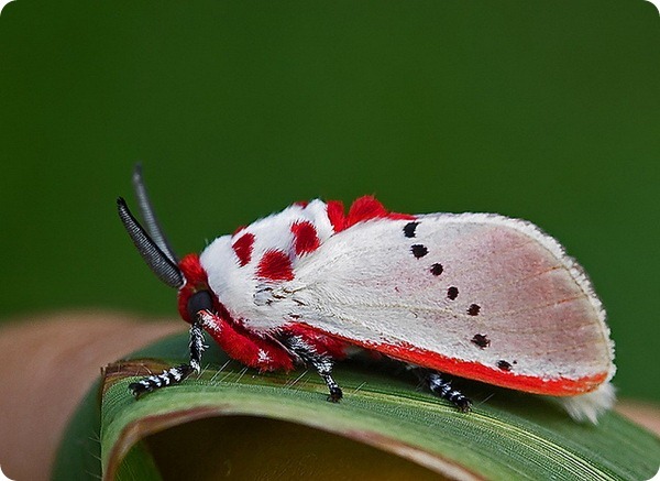 dancinghare:  cool-critters:Peppermint moth (Trosia nigropunctigera)The Peppermint
