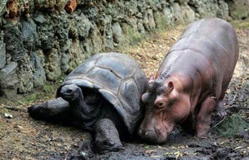 ハムスター速報：赤ちゃんカバと親友の１３０歳のカメ  130-year-old turtle best friend and baby hippopotamus