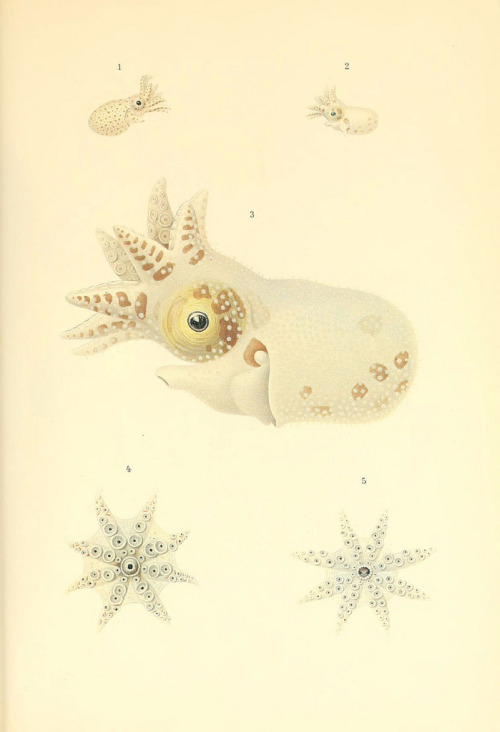 smithsonianlibraries: Some beautiful illustrations for cephalopod week from The Cephalopoda, atlas.