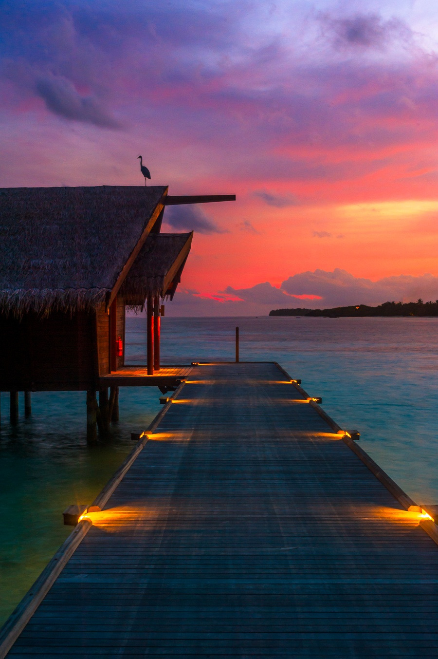 travelgurus:        The Bird &amp; The Sunset - Maldives, Indian Ocean, Asia