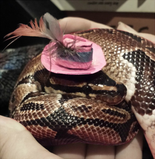 falseprophet: shiisiln:  dracofidus:  dracofidus:  DO NOT QUESTION MY COLLECTION OF JANE AUSTEN SNAKE PHOTOS A MAN IS ALLOWED TO HAVE A HOBBY  okay, so, here is my Pride and Prejudice collection: Elizabeth Bennet: Jane Bennet: Lydia Bennet: Mr Darcy: