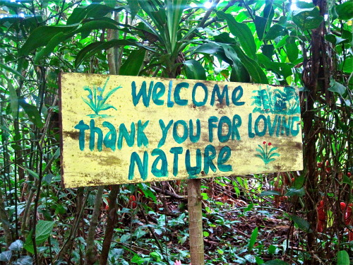 palmlush: tropical-voyage: guava-tide: ✿active tropical/jungle blog that follows back all similar ✿ 