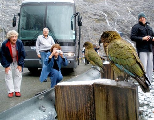 zsl-edge-of-existence:Kea are known for being utterly fearless around humans. This can be both a ble