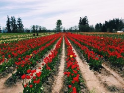 dragonarie: I went to a tulip farm today