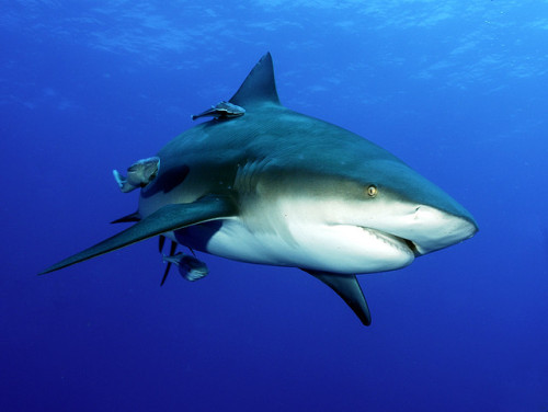 thesharkives:  bull shark  (by Fiona Ayerst)