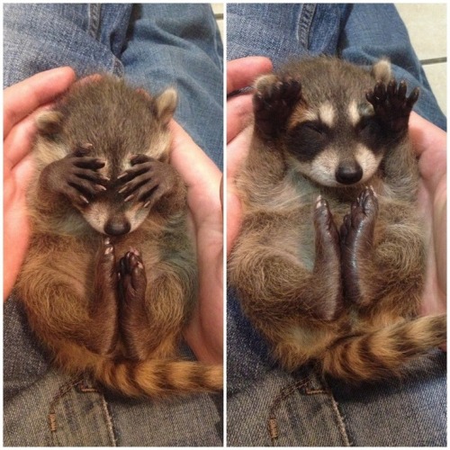 stephaniedanielle:  fuckkitten:  optical-delusion:  BABY RACCOONS COVER THEIR EYES WHEN THEY GET SCARED AND OMG I JUST CANT ITS SO PRECIOUS  Omg growinglaughter can I hold it pleeeeeease 