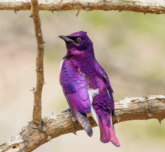 trulyvincent:  Pink Robin Violet-Backed Starling Golden Oriole Bumblebee Hummingbird