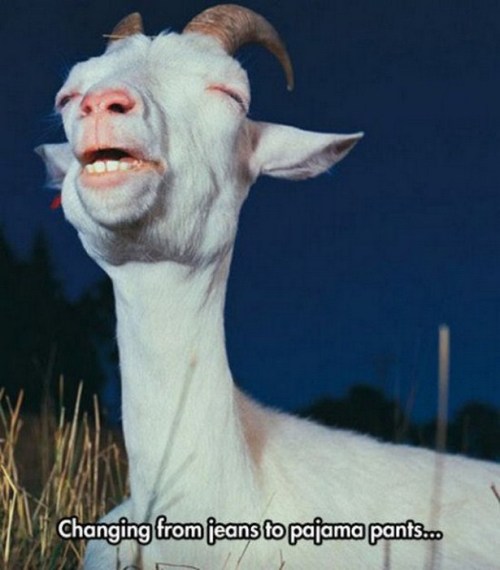 jessica-cohen:this is the happiest goat i’ve ever seen
