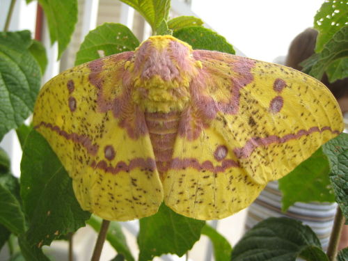 zay4ik:  imperial moth