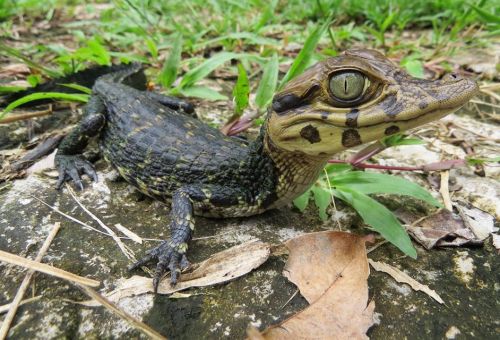 typhlonectes: Black Caiman (Melanosuchus niger) baby, Madre Selva Biological Preserve, Depto Loreto,