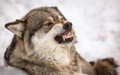 wolvesphoto:  Angry wolf adult photos