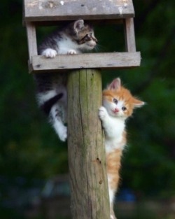 happyheidi:Cats in birdhouses ♡