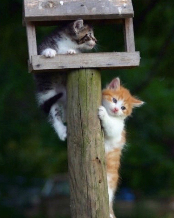 happyheidi:Cats in birdhouses ♡