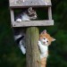 happyheidi:Cats in birdhouses ♡