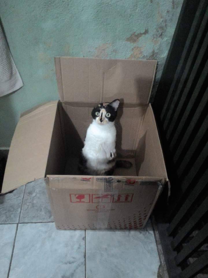 fuzzykitty01:  tamashiihiroka:  catsbeaversandducks:  Esperança She was born without