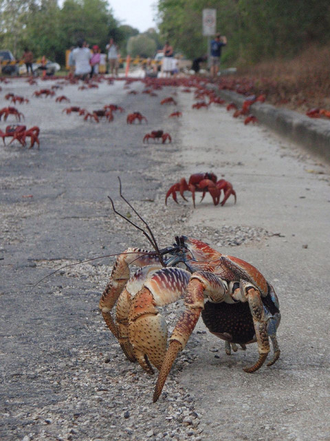 Porn photo travelingcolors:  Red Crab Migration, Christmas