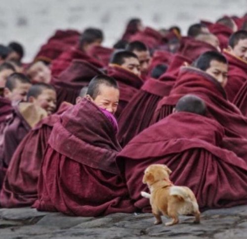 Porn sixpenceee:  Monk smiling when he sees a photos