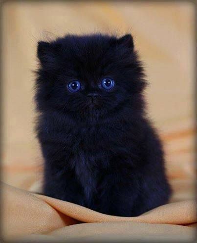 I don’t like cats. But dis one right here is super cute.