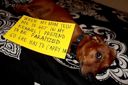 eridan-wwhatevver:  ladyamberlea:  laughing so hard right now  good dog best friend