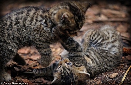 ainawgsd:Wild Cats Play Fighting