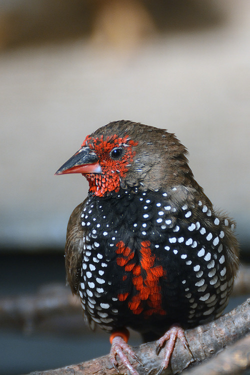 birdworlds:Painted Finch by JWeber2112