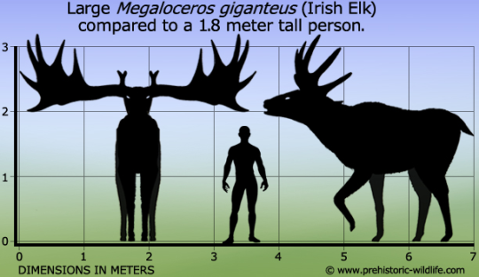 poriferathief:  thecuckoohaslanded:  ariaxvespid:  thecuckoohaslanded:  thecuckoohaslanded:  thecuckoohaslanded:  thecuckoohaslanded:  thecuckoohaslanded: AW GREAT now I’m googling a bunch of extinct megafauna like Arctotherium, Argentavis magnificens,