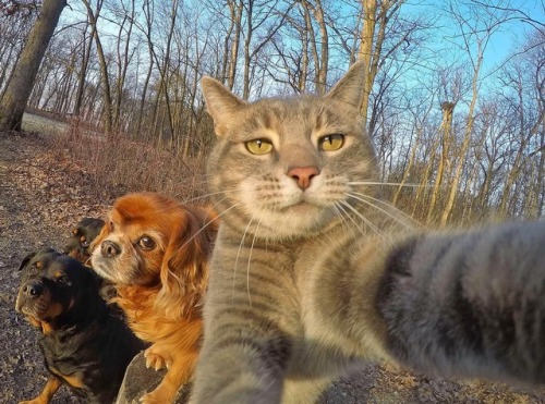 aww-so-pretty: This cat have better selfies than me
