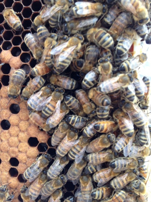 urban beekeeping