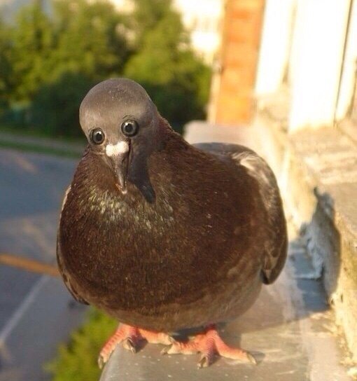 tastefullyoffensive:  Animals with front-facing eyes are the stuff of nightmares.
