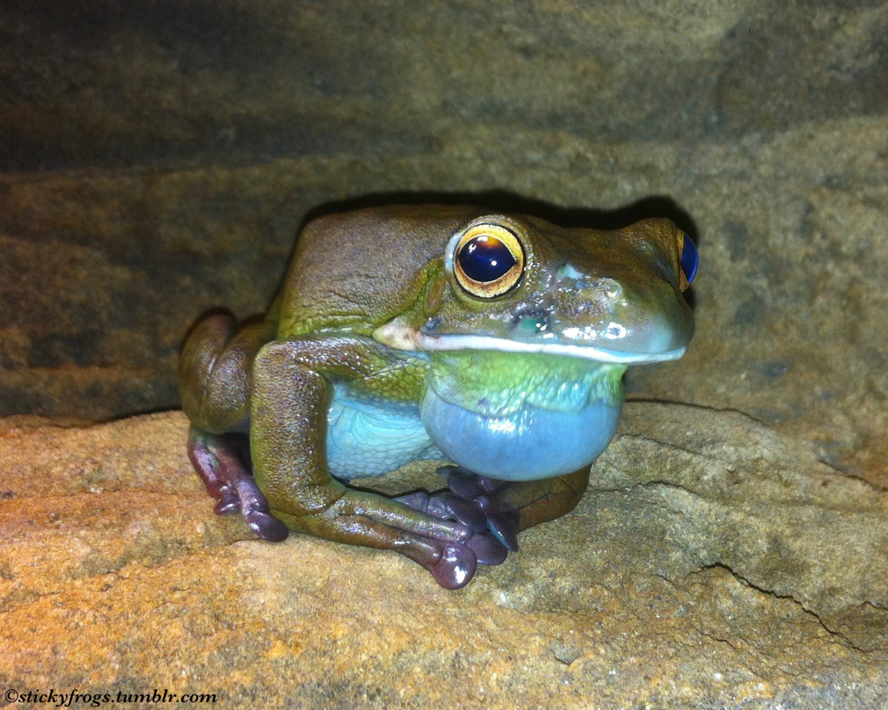 The Frog with Golden Eyes