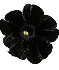 black flower