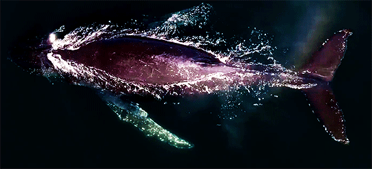 tumblr_py1nbzewmI1v4pixto2_540.gif